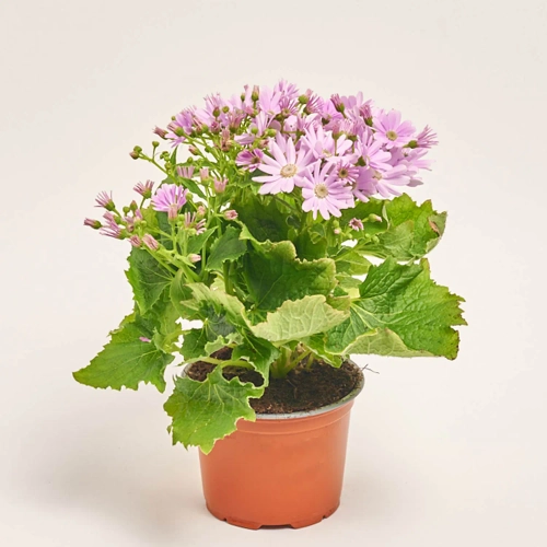 Зображення товару Перікаліс Венеція мікс, артикул: 4064