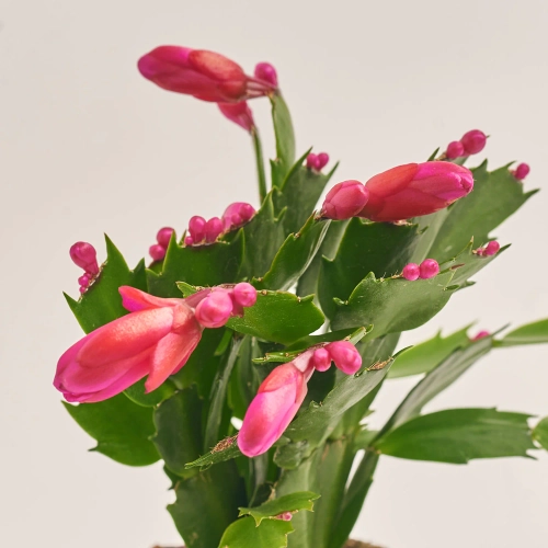 Зображення товару Шлюмбергера мікс, артикул: 25357