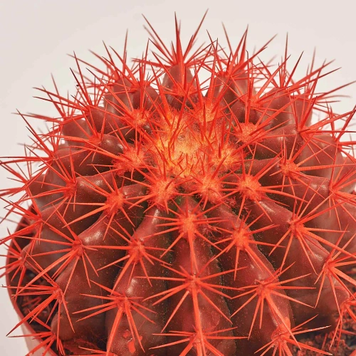 Зображення товару Ехінокактус Рейнбов новорічний мікс, артикул: 53321