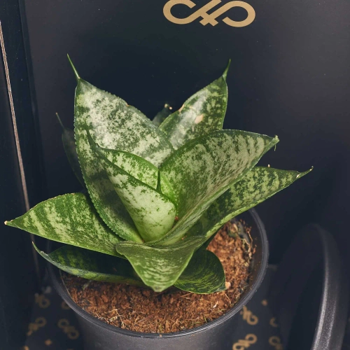 Зображення товару Сансевієрія мікс в кер., артикул: 56907