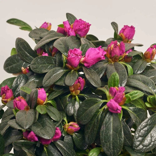 Азалія Фламенко фіолетова, артикул: 55222 Зображення товару Азалія Фламенко фіолетова, артикул: 55222