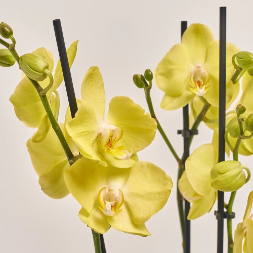 Зображення товару Фаленопсис "Савона" 3ст., артикул: 55794