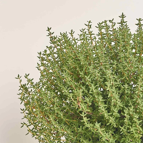 Зображення товару Мікс пряних трав, артикул: 4548