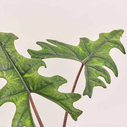 Алоказія Жаклін, артикул: 50518 Зображення товару Алоказія Жаклін, артикул: 50518