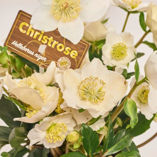 Зображення товару Хелеборус Нігер Вінтергроу, артикул: 53691