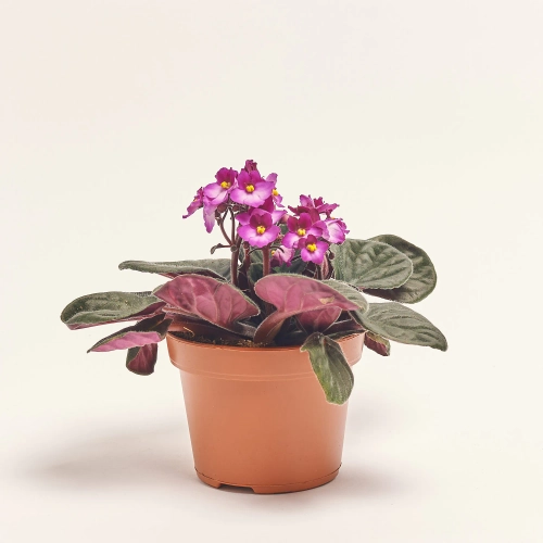 Зображення товару Сенполія мікс, артикул: 18381