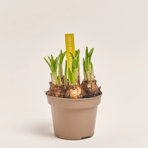 Зображення товару Нарцис Тет-а-Тет, артикул: 34294