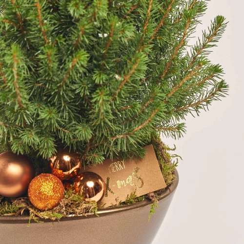 Зображення товару Ялина Перфекта декор в кер., артикул: 54175