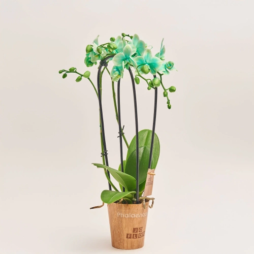 Зображення товару Фаленопсис фарб. каскад 2ст. мікс, артикул: 53484