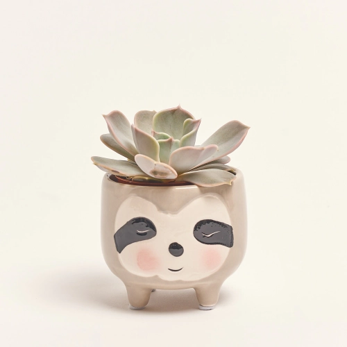 Зображення товару Сукулент мікс "Звірятка" в кер., артикул: 49656