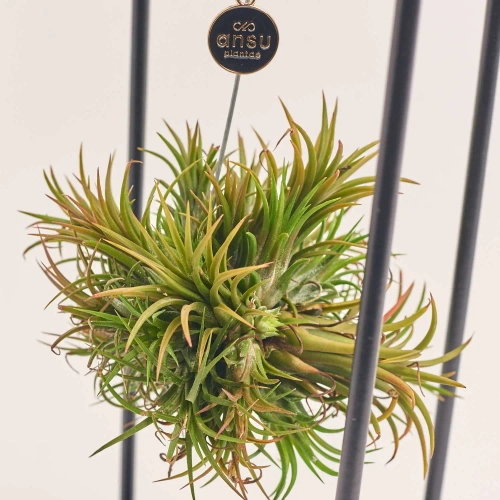 Зображення товару Тілландсія Куб мікс, артикул: 57009