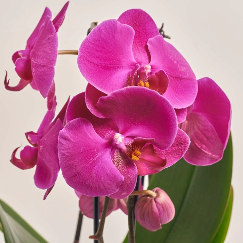 Зображення товару Фаленопсис каскад 2ст. мікс, артикул: 18513