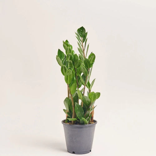 Зображення товару Заміокулькас Ліма 5ст., артикул: 57468