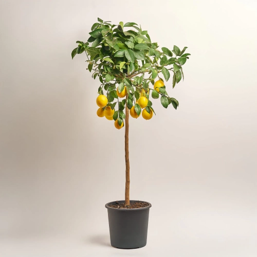 Зображення товару Цитрофортунелла Лимон Майера, артикул: 53912