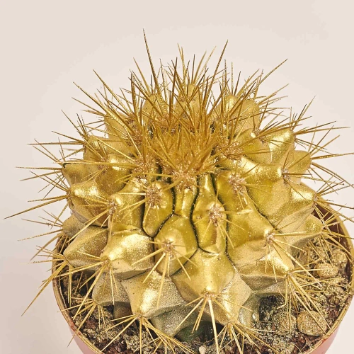 Ехінокактус Рейнбов новорічний мікс, артикул: 53636 Зображення товару Ехінокактус Рейнбов новорічний мікс, артикул: 53636