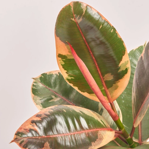 Фікус ел Белізе, артикул: 44897 Зображення товару Фікус ел Белізе, артикул: 44897