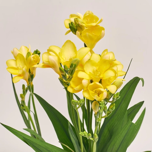 Фрезія мікс, артикул: 2864 Зображення товару Фрезія мікс, артикул: 2864