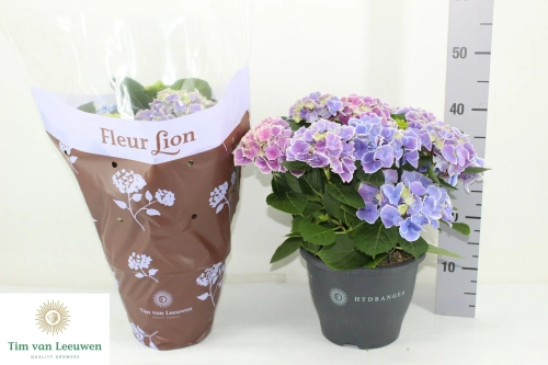 Гортензія Блакитно-біла 12ст., артикул: 57107 Зображення товару Гортензія Блакитно-біла 12ст., артикул: 57107