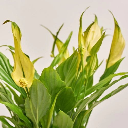 Спатифіллум Шопен фарб., артикул: 53831 Зображення товару Спатифіллум Шопен фарб., артикул: 53831