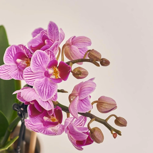 Фаленопсис міні 2ст. рожевий, артикул: 55521 Зображення товару Фаленопсис міні 2ст. рожевий, артикул: 55521