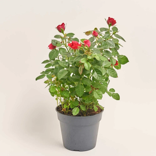 Троянда мікс, артикул: 4547 Зображення товару Троянда мікс, артикул: 4547