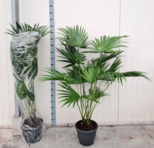 Зображення товару Лівістона Ротундіфолія, артикул: 57318