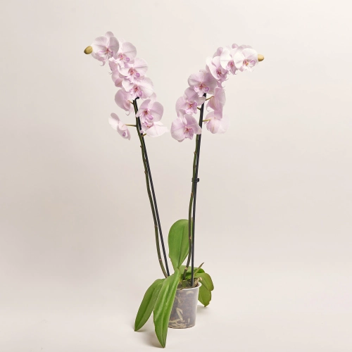 Зображення товару Фаленопсис 2ст. мікс, артикул: 18519