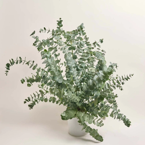 Зображення товару Евкаліпт Гунні, артикул: 44895