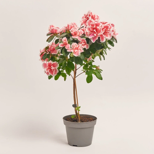 Азалія мікс штамбова, артикул: 1186 Зображення товару Азалія мікс штамбова, артикул: 1186