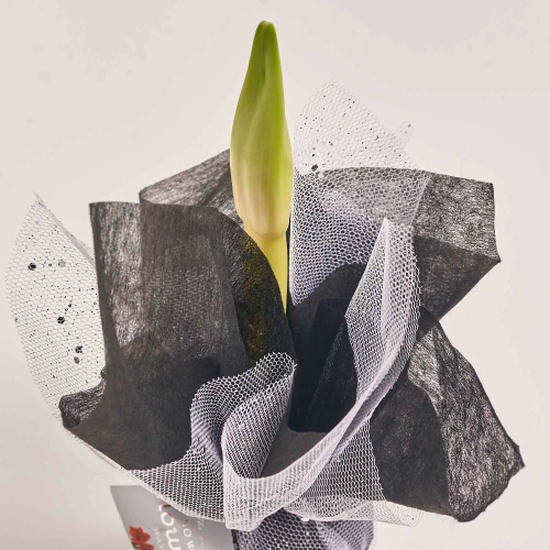 Зображення товару Амариліс мікс у воску, артикул: 54508