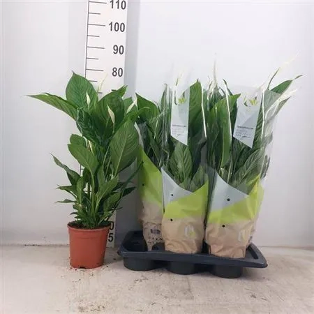 Спатифіллум Вівальді, артикул: 53885 Зображення товару Спатифіллум Вівальді, артикул: 53885