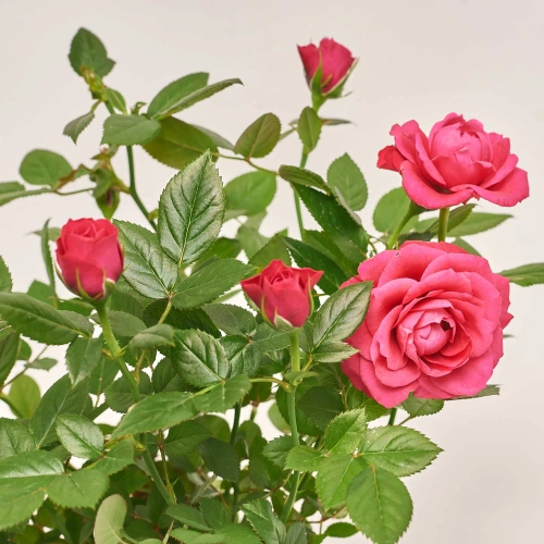 Троянда мікс, артикул: 52804 Зображення товару Троянда мікс, артикул: 52804