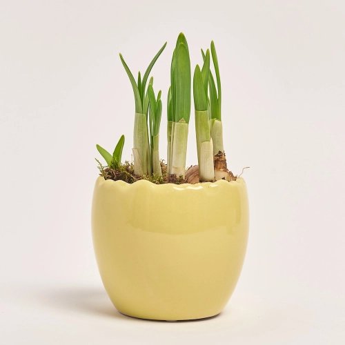 Нарцис Тет-а-Тет в кер., артикул: 45992 Зображення товару Нарцис Тет-а-Тет в кер., артикул: 45992