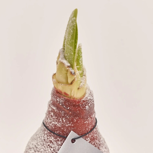 Зображення товару Амариліс "Вінтер Вондерленд" мікс на підставці, артикул: 53629