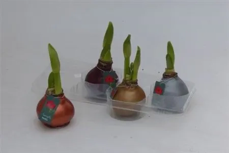 Амариліс мікс у воску, артикул: 53967 Зображення товару Амариліс мікс у воску, артикул: 53967