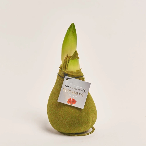 Зображення товару Амариліс "Вельвет Тач" Мос Грін, артикул: 54182