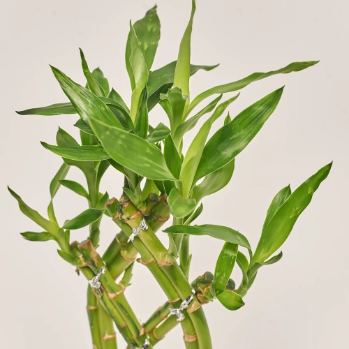 Зображення товару Бамбук Лакі в кераміці плетений, артикул: 31567