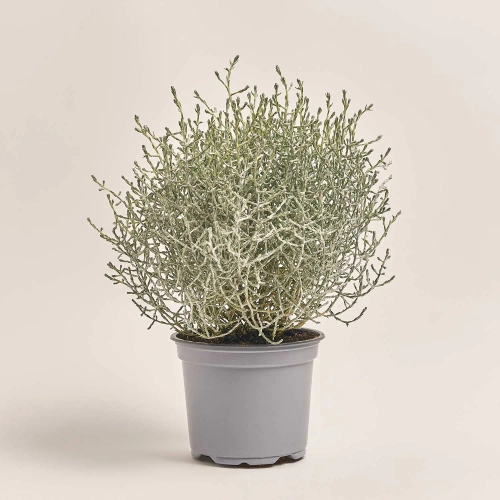 Леукофіта Брауні, артикул: 53202 Зображення товару Леукофіта Брауні, артикул: 53202