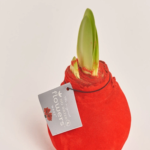 Зображення товару Амариліс "Вельвет Тач" Ред, артикул: 54370