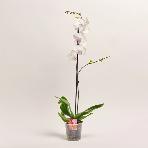 Зображення товару Фаленопсис 1ст. мікс, артикул: 18850