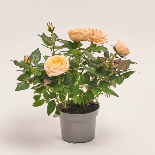 Зображення товару Троянда Кордана, артикул: 4809