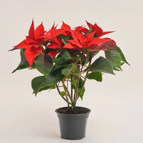 Пуансетія Суперба, артикул: 54053 Зображення товару Пуансетія Суперба, артикул: 54053