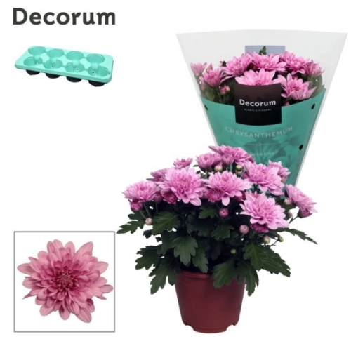 Хризантема Грандесса Пінк, артикул: 57152 Зображення товару Хризантема Грандесса Пінк, артикул: 57152