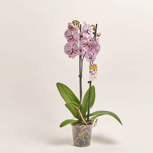 Зображення товару Фаленопсис 2ст. мікс, артикул: 19290