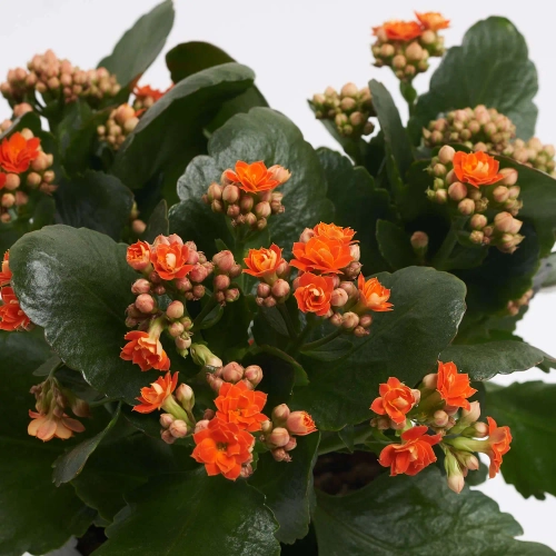 Зображення товару Каланхоє мікс, артикул: 18511