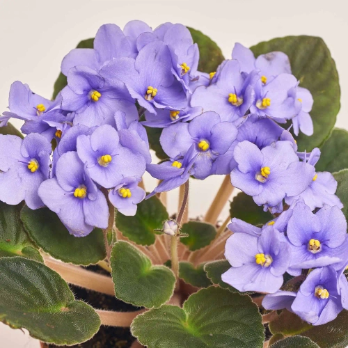 Сенполія мікс, артикул: 18381 Зображення товару Сенполія мікс, артикул: 18381