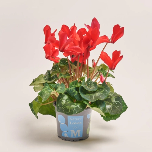 Цикламен XL мікс, артикул: 24014 Зображення товару Цикламен XL мікс, артикул: 24014