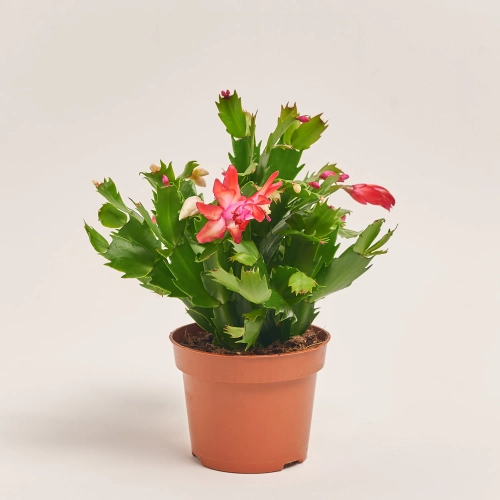 Зображення товару Шлюмбергера мікс, артикул: 41536