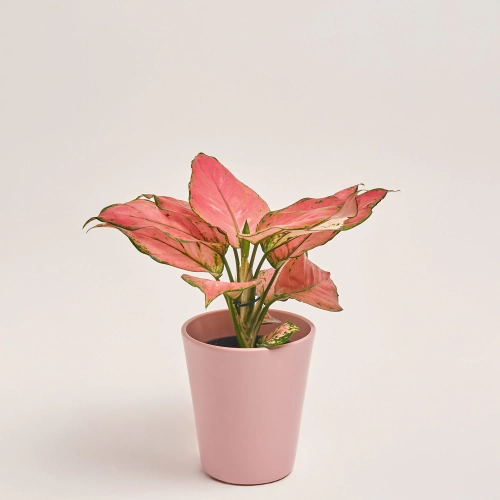 Зображення товару Аглаонема Ред Валентайн в кер., артикул: 55610