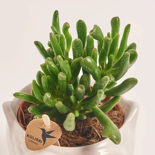 Зображення товару Сукулент мікс "Сова", артикул: 46244